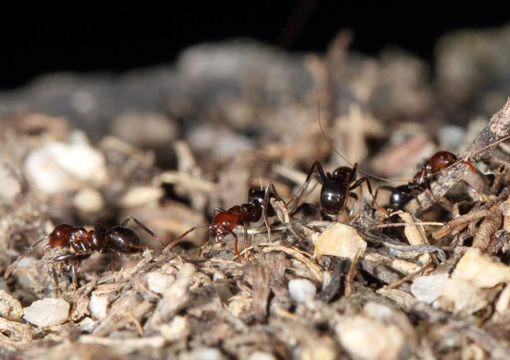  p>臭蚁亚科(dolichoderinae)是主要分布在全球亚热带和热带地区的一