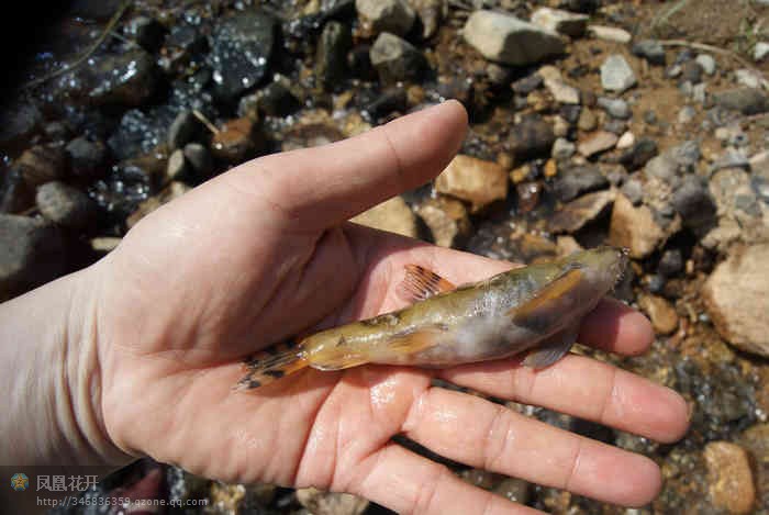 crossostoma  paucisquama