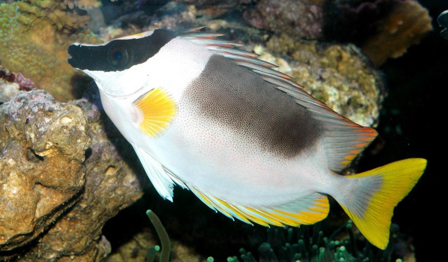  p>大蓝子鱼 ,  红鳍狐狸 /p> p>拉丁学名:siganus magnificus /p> p>