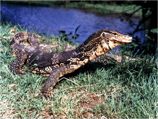  p>白条沙蜥(学名: i>phrynocephalus alolineatus /i>)为鬣蜥科沙蜥