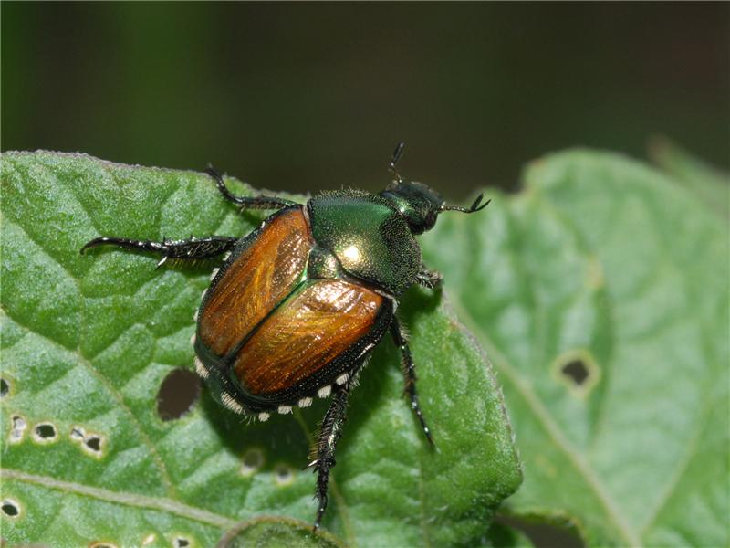  p> a href="#" data-lemmaid="9332015">日本金龟子 /a>(japanese