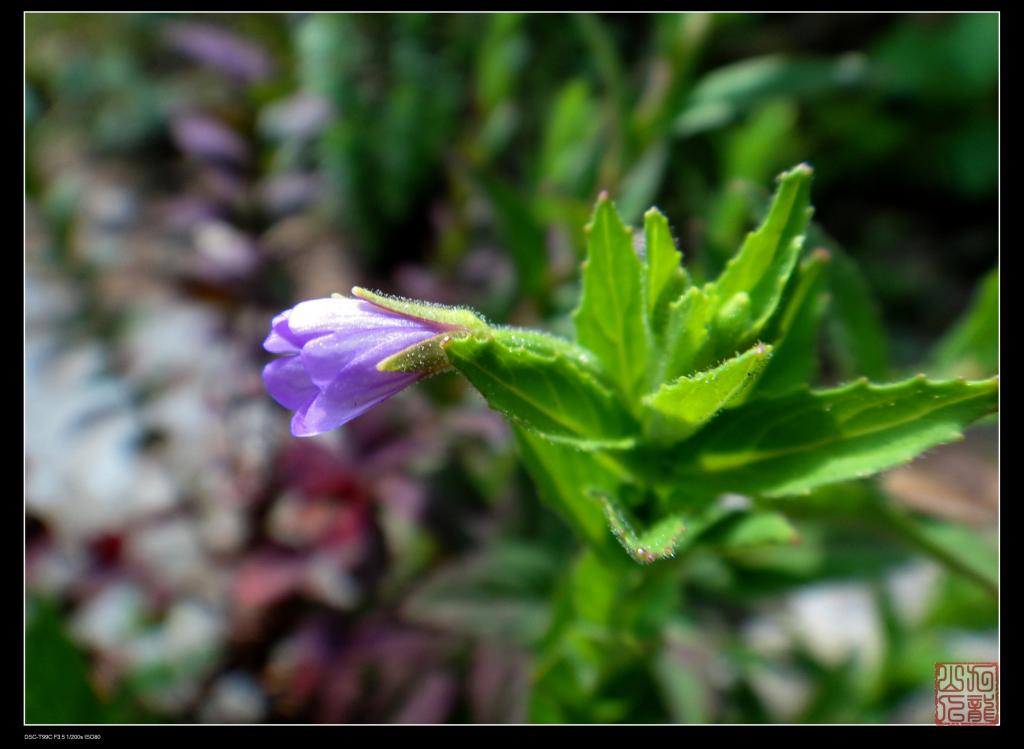  p> a href="#" data-lemmaid="5631238">长籽柳叶菜 /a>,拉丁文名