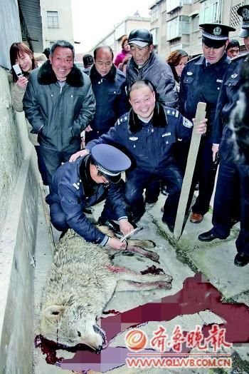 枣庄狼伤人事件