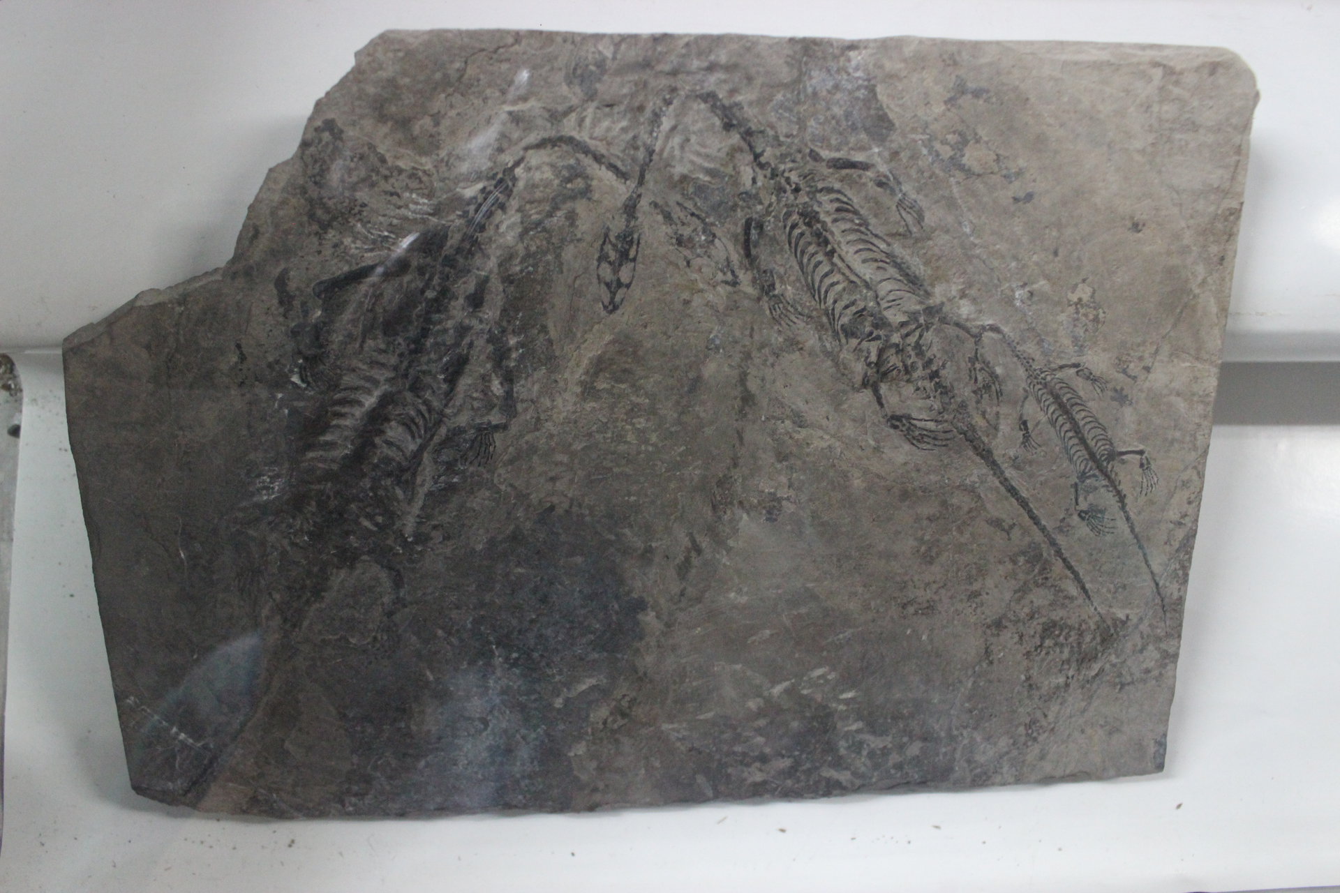  p>这种硬骨鱼似乎是一种名为重爪龙的恐龙的主要食物,因为科学家们曾