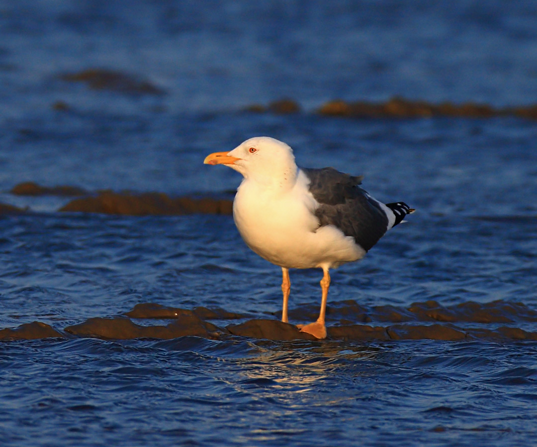  p>灰背鸥(学名: i>larus schistisagus /i>)大型水鸟,体长62~69厘米.