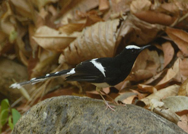  p>白额燕尾(学名: i>enicurus leschenaulti /i>)是鹟科,燕尾属中型