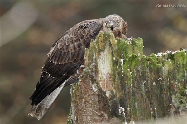  p>鹃头蜂鹰(学名: i>pernis apivorus /i>)为鹰科蜂鹰属的 a target=