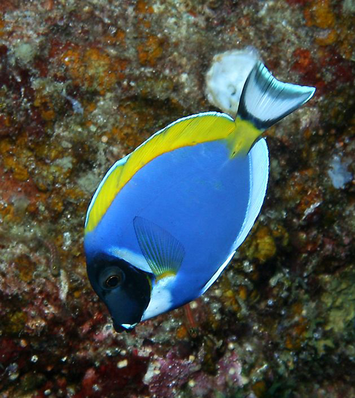  p> a target="_blank" href="/item/白梢蝴蝶鱼/9963838" data-lemma