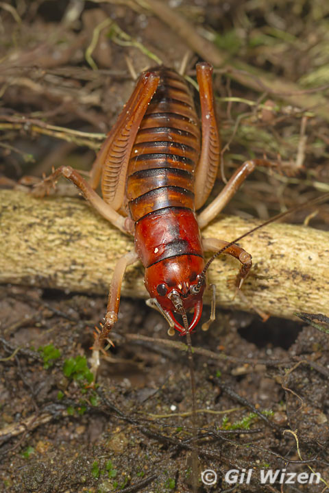 新西兰凶猛好斗的大型 a target="_blank" href="/item/沙螽/2382448"