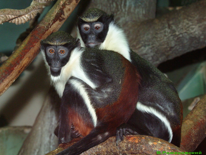  p>戴安娜须猴,英文名:cercopithecusdiana.