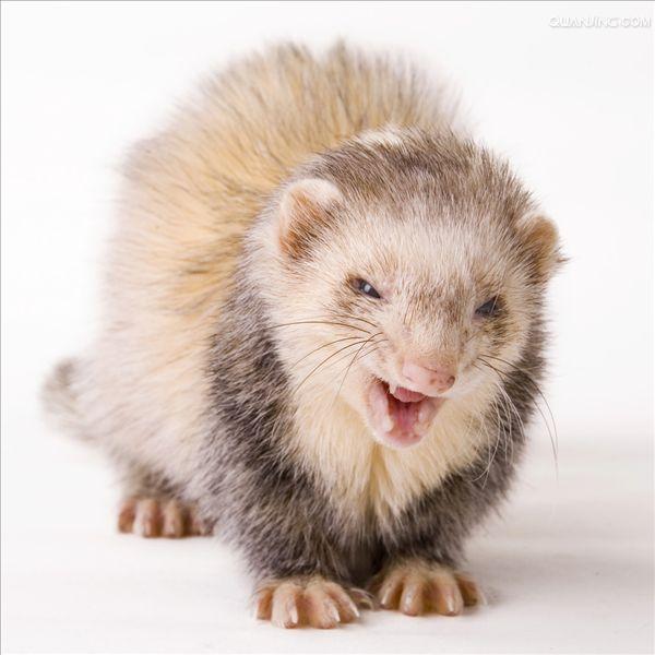 ="25414">艾虎 /a>,地狗,是 a href="#">鼬科 /a>鼬属的小型毛皮动物