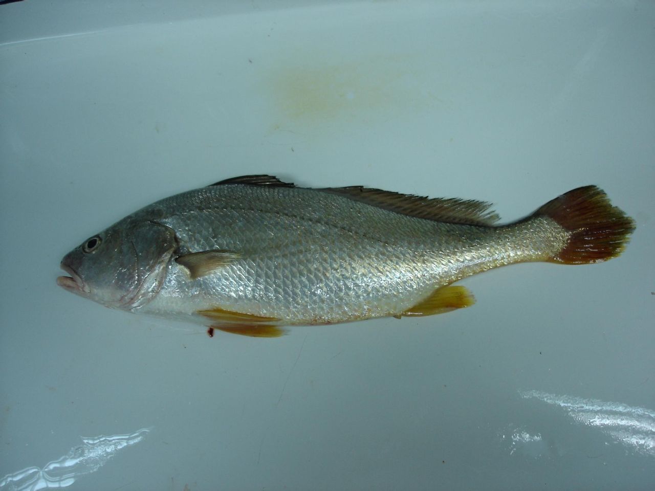  p>黄姑鱼(学名: i>nibea albiflora) /i>是石首鱼科,黄姑鱼属鱼类.