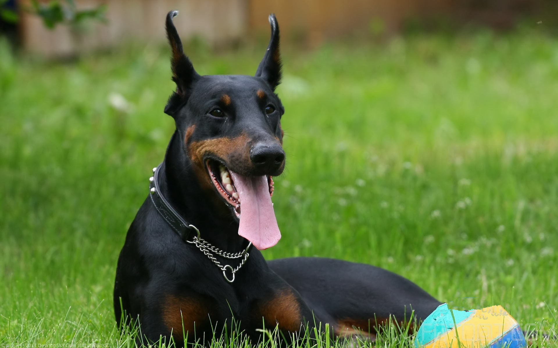  p>杜宾犬是一种十分凶猛的犬种,主要担当军,警工作,经过训练后,可