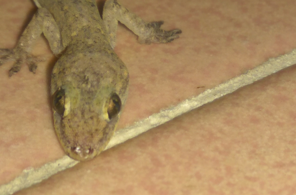 "/item/四脚蛇/992038" data-lemmaid="992038">四脚蛇 /a>","巴壁虎"