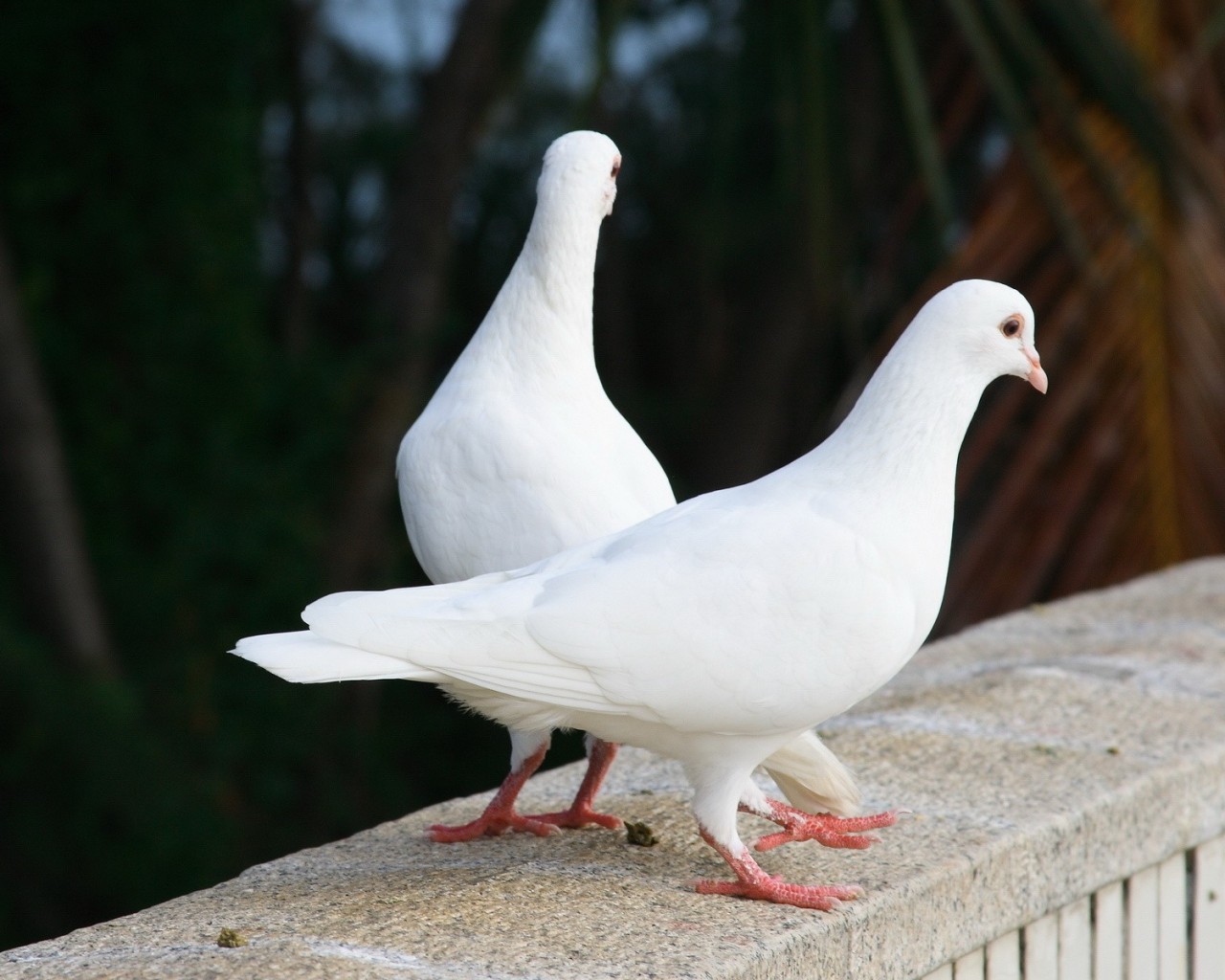 白鸽