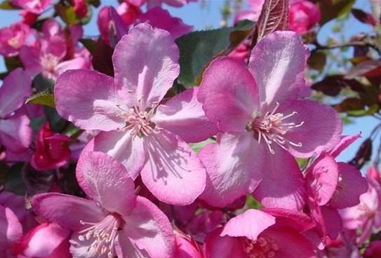  p>粉芽种名海棠,是北美海棠系列之一,是小乔木,树高5m左右.