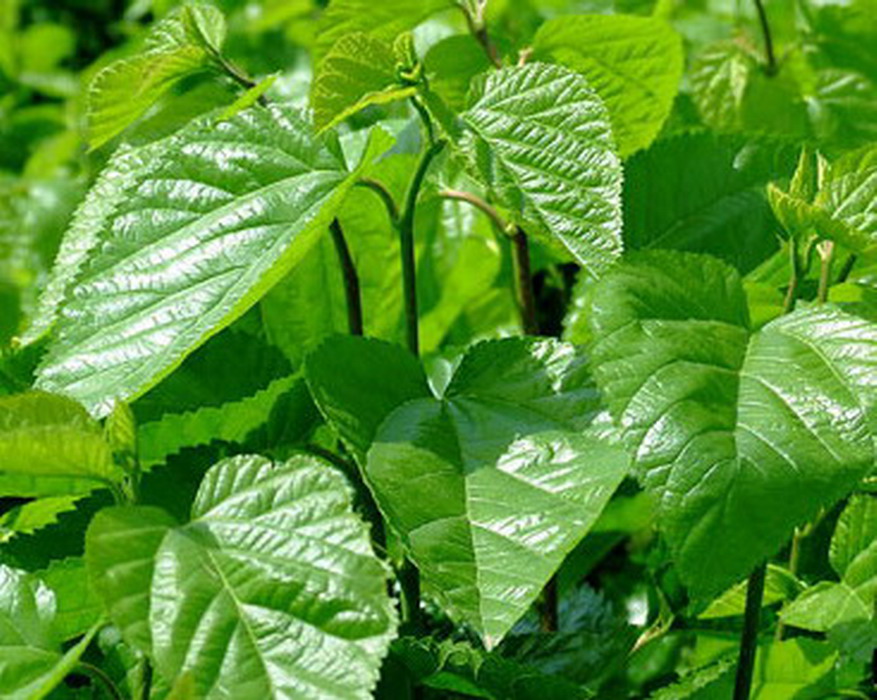 是桑科桑属落叶 a href="#" data-lemmaid="33239">乔木 /a>或灌木, 