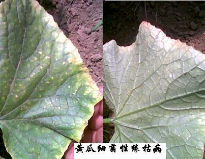 黄瓜缘枯病