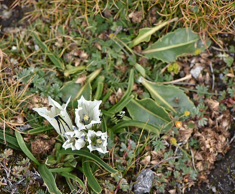 是龙胆科,龙胆属多年生 a target="_blank" href="/item/草本/541966