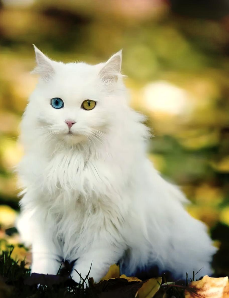 狮子猫（食肉目猫科动物）_百度百科