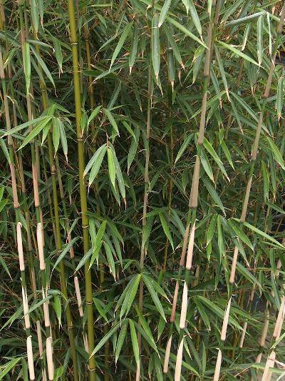 佤箭竹_百度百科