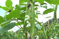 刀豆和四季豆的区别_百科TA说