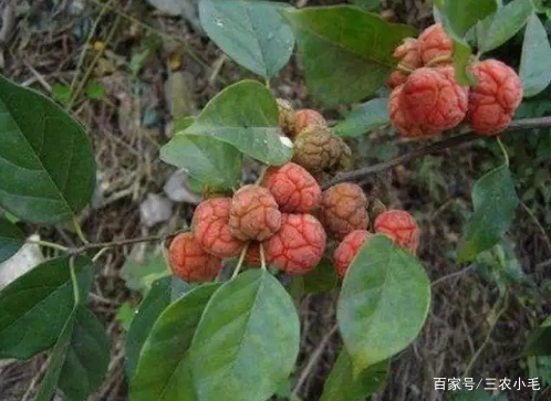 柘木是怎样一种树木？为何能和紫檀齐名？长得平凡但价值高_百科TA说