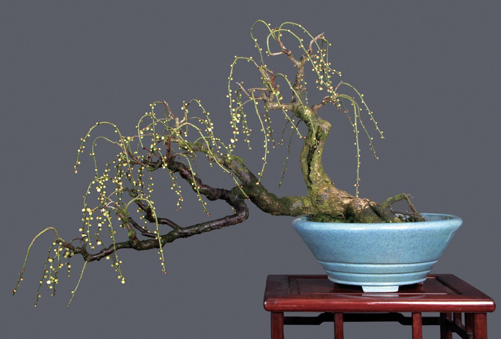 盆景技艺(苏派盆景技艺)