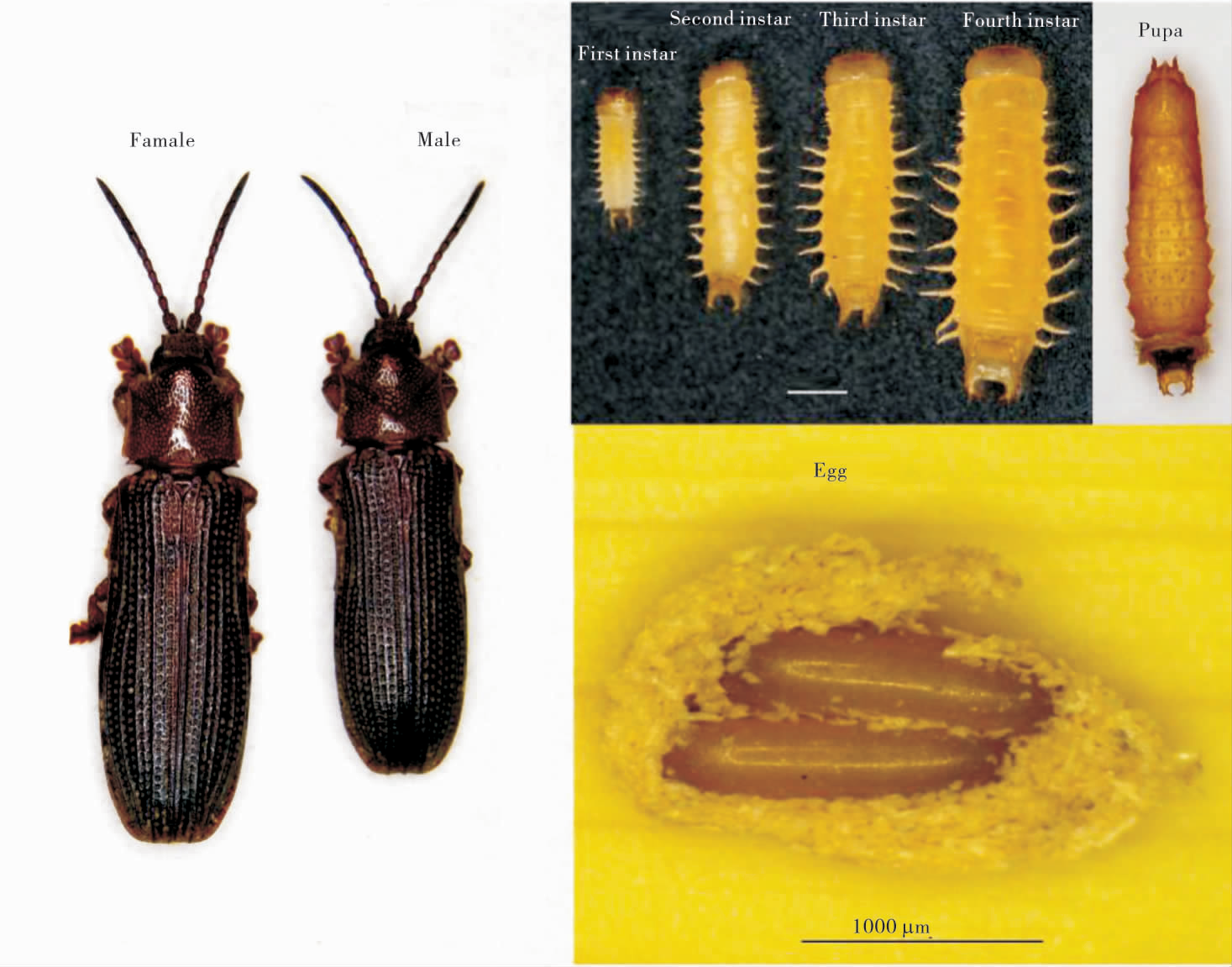 octodonta nipae(maulik)