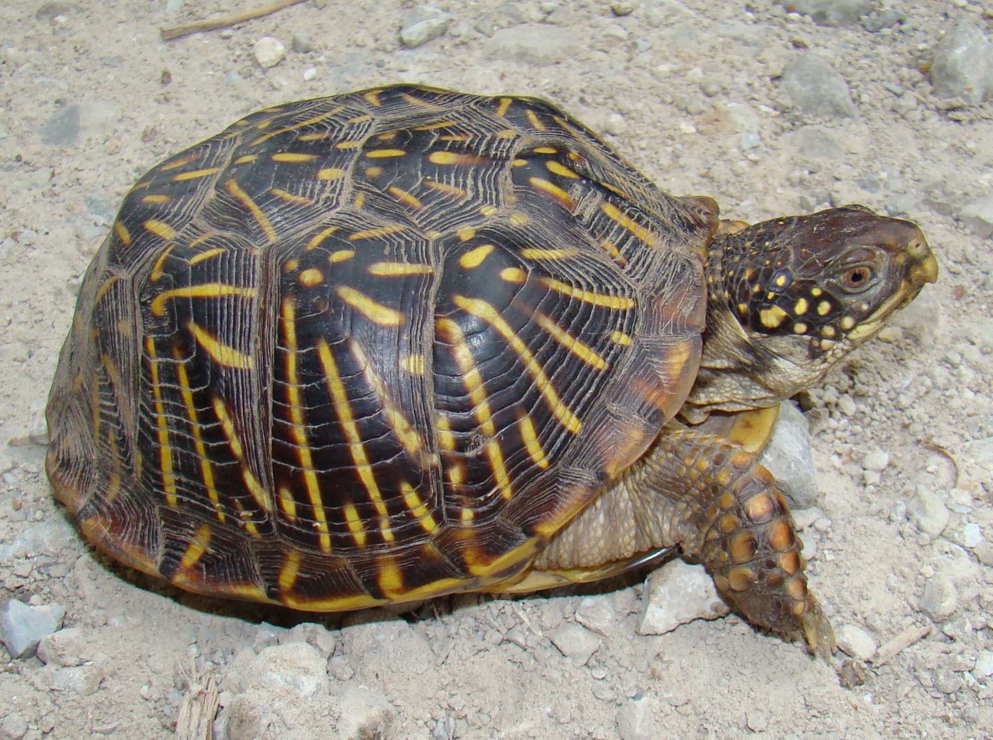 terrapene ornata