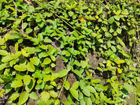 地果_百度百科