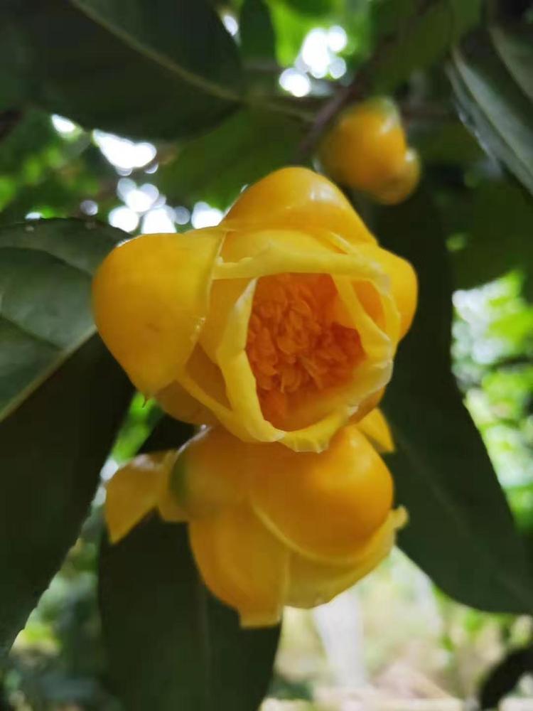 金花茶(原变种)
