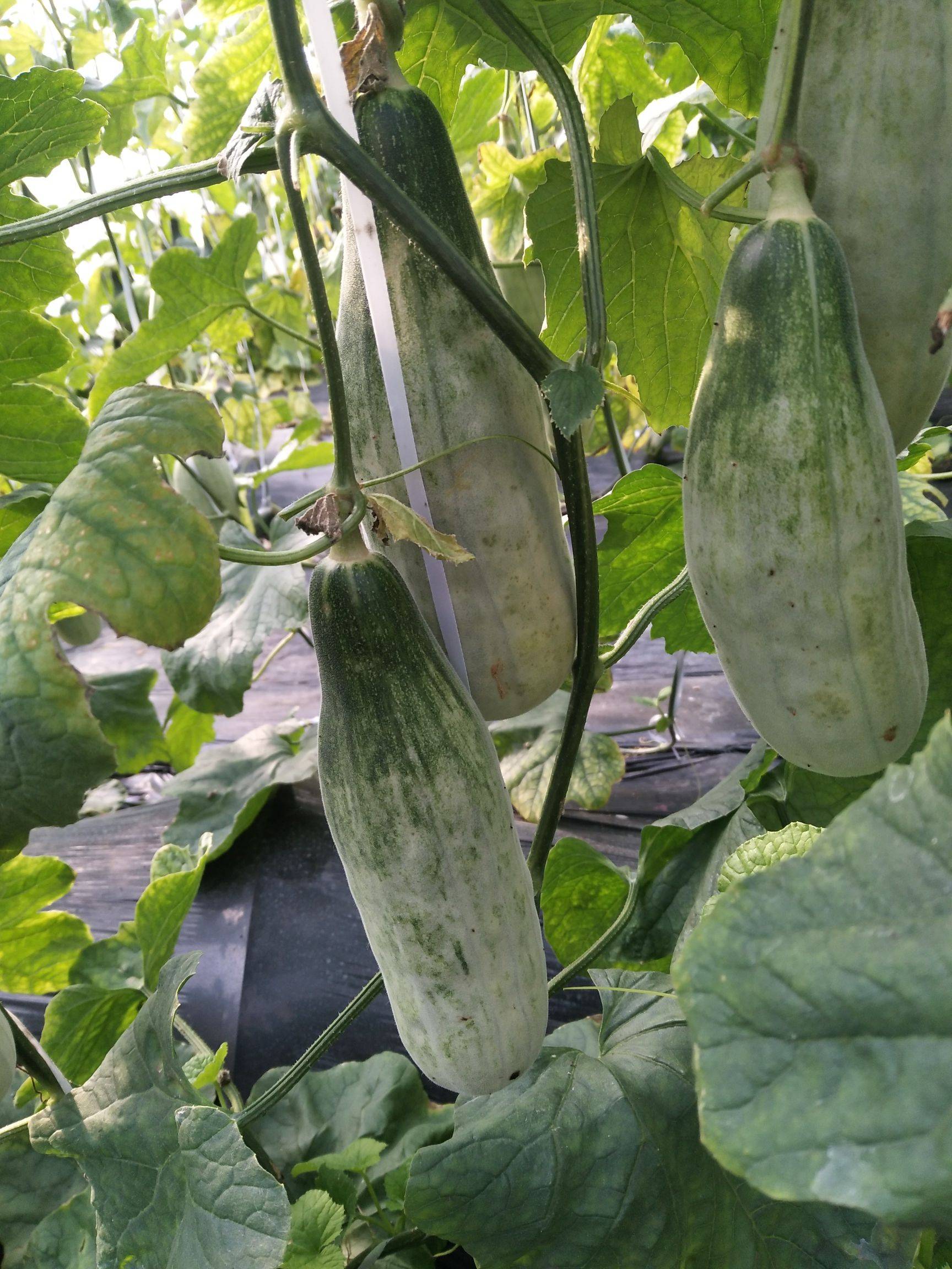 果实长锥形,一端大,一端稍细而尖,细长如羊角,故名羊角蜜.