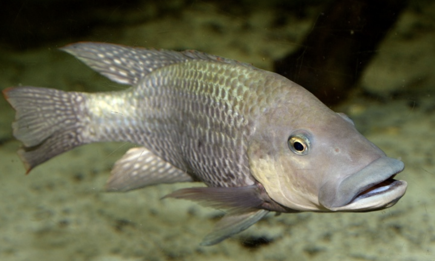 莫桑比克罗非鱼