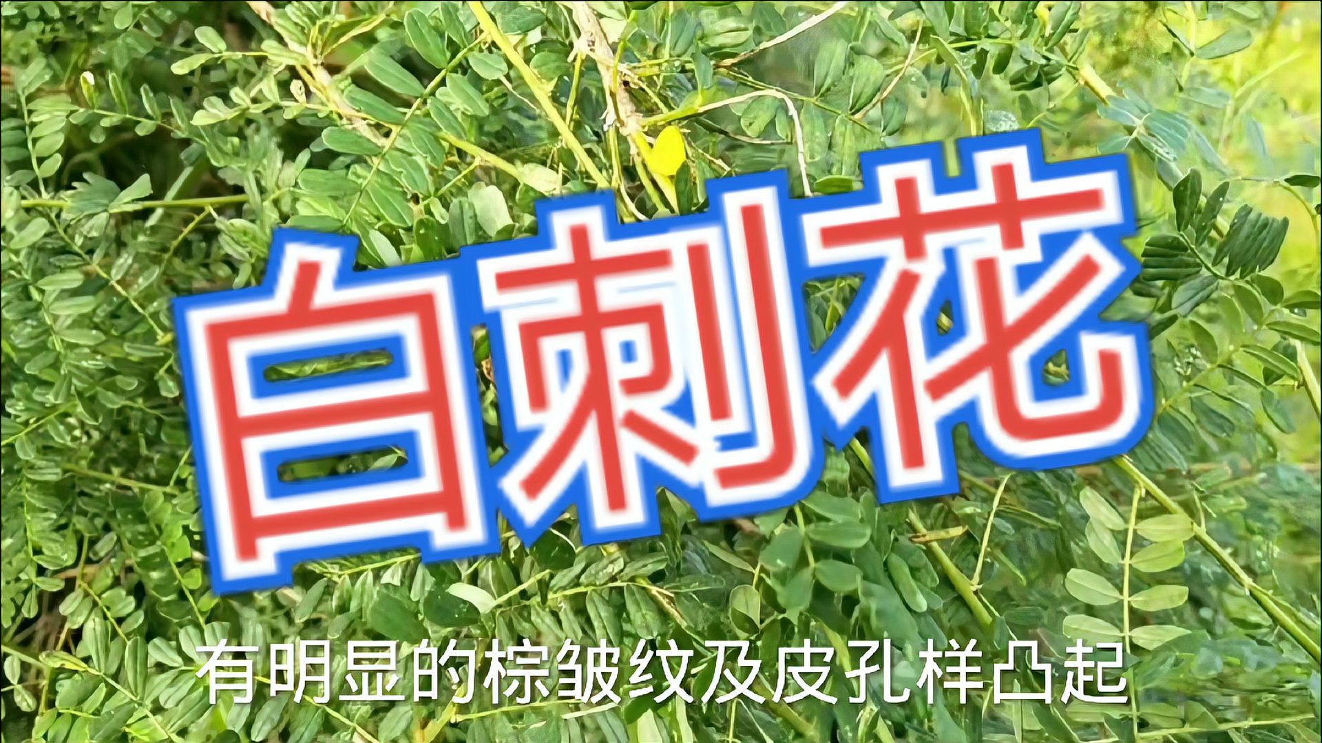白刺花（豆科槐属植物）_百度百科