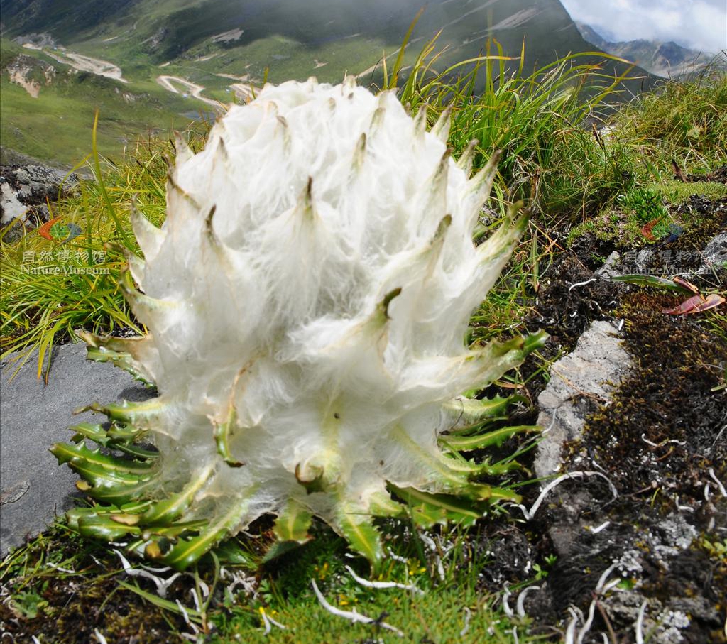  p>雪兔子(学名: i>saussurea gossipiphora /i> d.