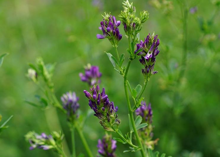  p>紫苜蓿(学名: i>medicago sativa /i> l.)是豆科,苜蓿属植物.