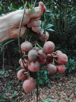 Pentadiplandra brazzeana_百度百科