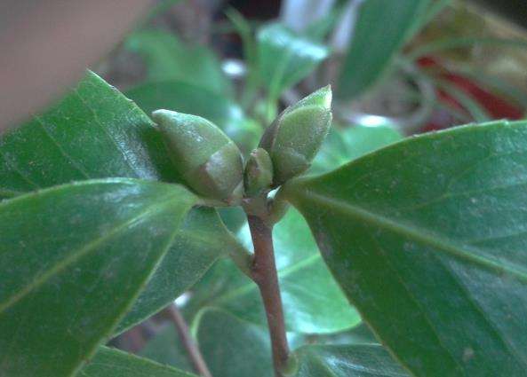 茶花6月长花苞不正常 3个原因 别搞混了 百科ta说