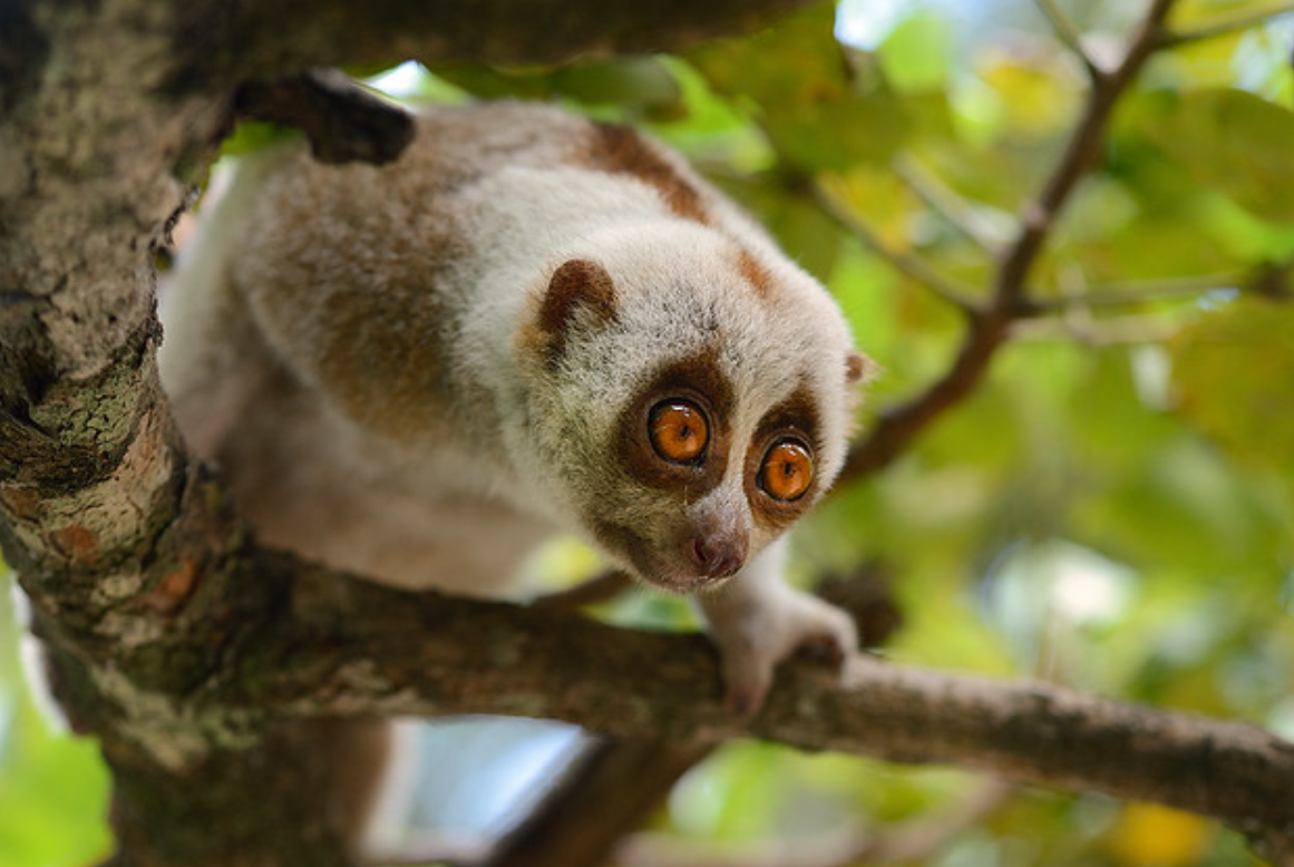  p>蜂猴(学名: i>nycticebus bengalensis /i>):是灵长目,懒猴科,蜂猴