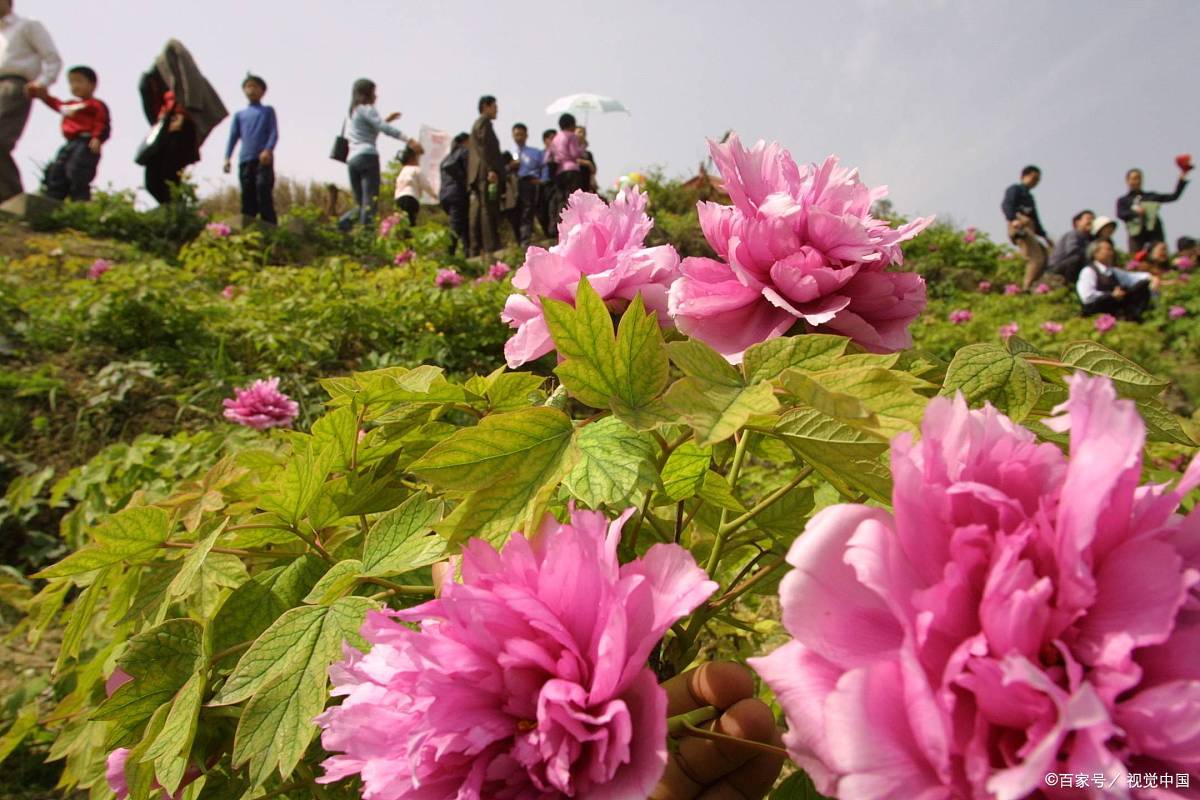 芳菲四月 去看牡丹 百科ta说