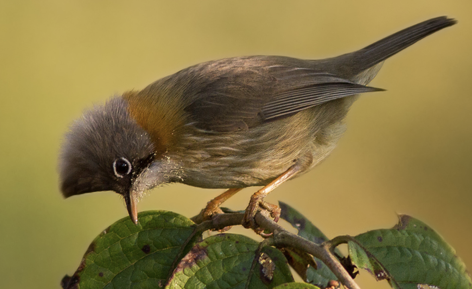 黄颈凤鹛(学名: i>yuhina flavicollis /i>)为画眉科,凤鹛属的小型