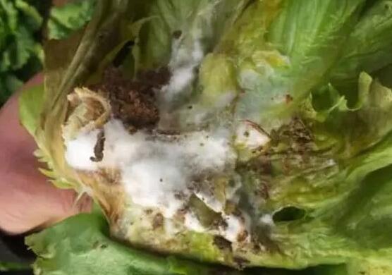 生菜菌核病