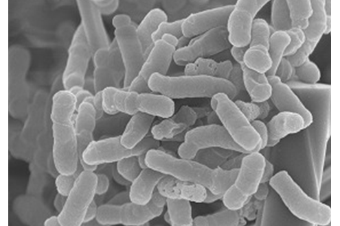 长双歧杆菌br-108