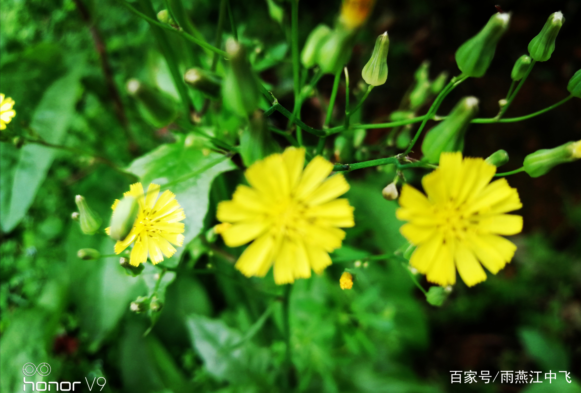 紫云英和野草小花的春天 百科ta说