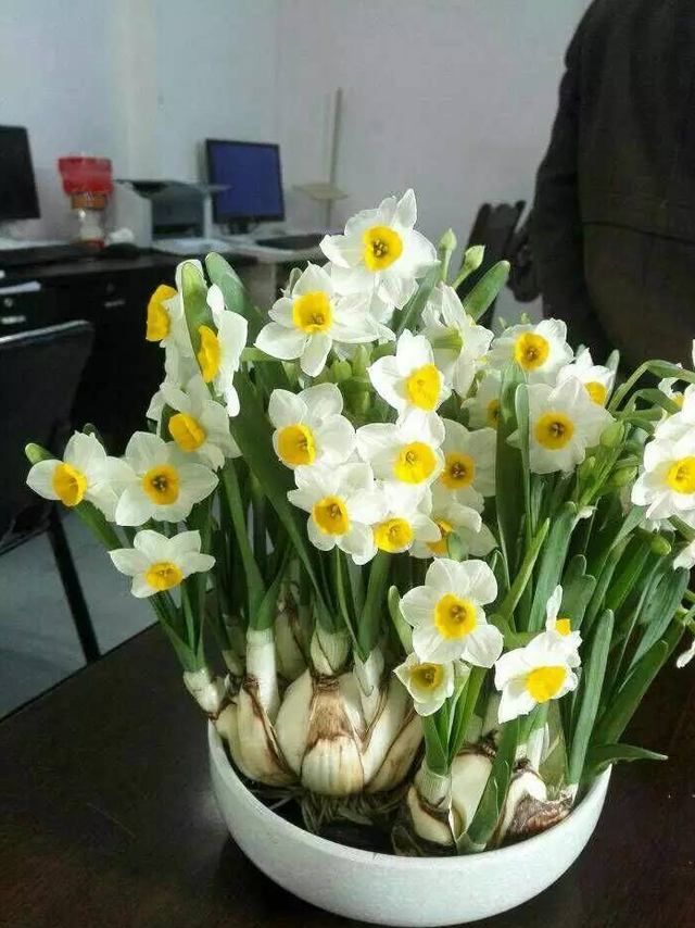 这些“漂亮花”，都是一次性的，开完直接扔，别心疼！_百科TA说