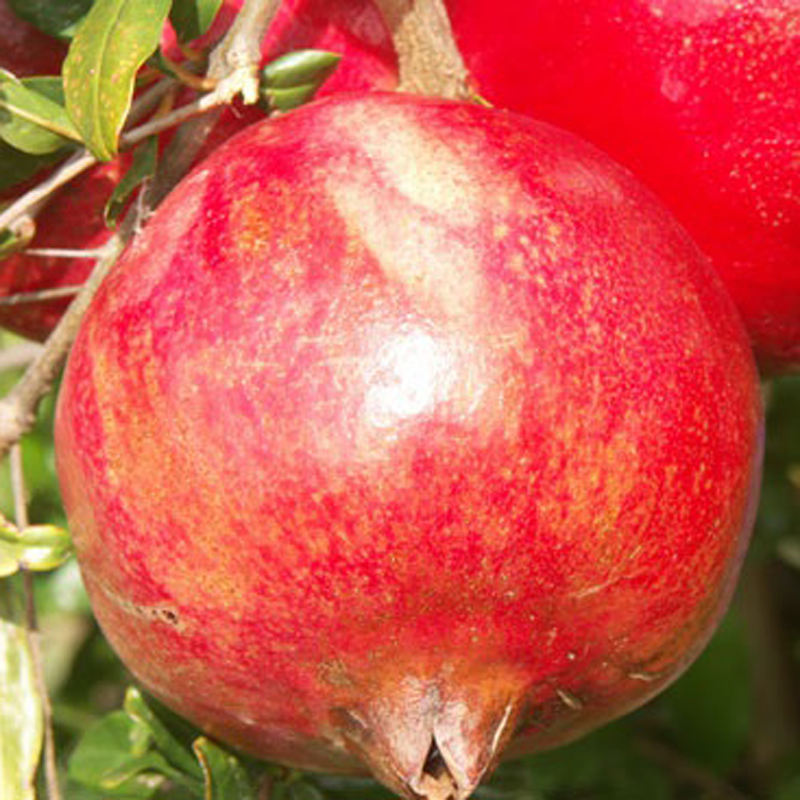  p>石榴属(学名: i>punica /i> linn.):是桃金娘目,千屈菜科的一个属.