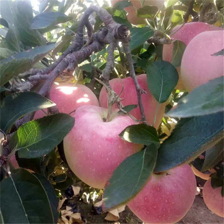 ">蔷薇科 /a> a target="_blank" href="/item/苹果属/10012018" data