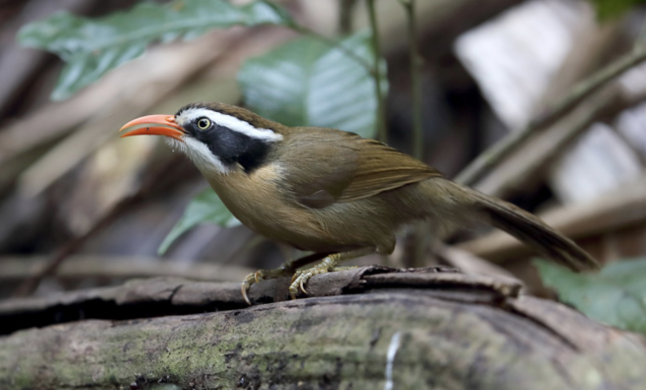  i>pomatorhinus ferruginosus /i>)是画眉科,钩嘴鹛属中型鸟类,体长