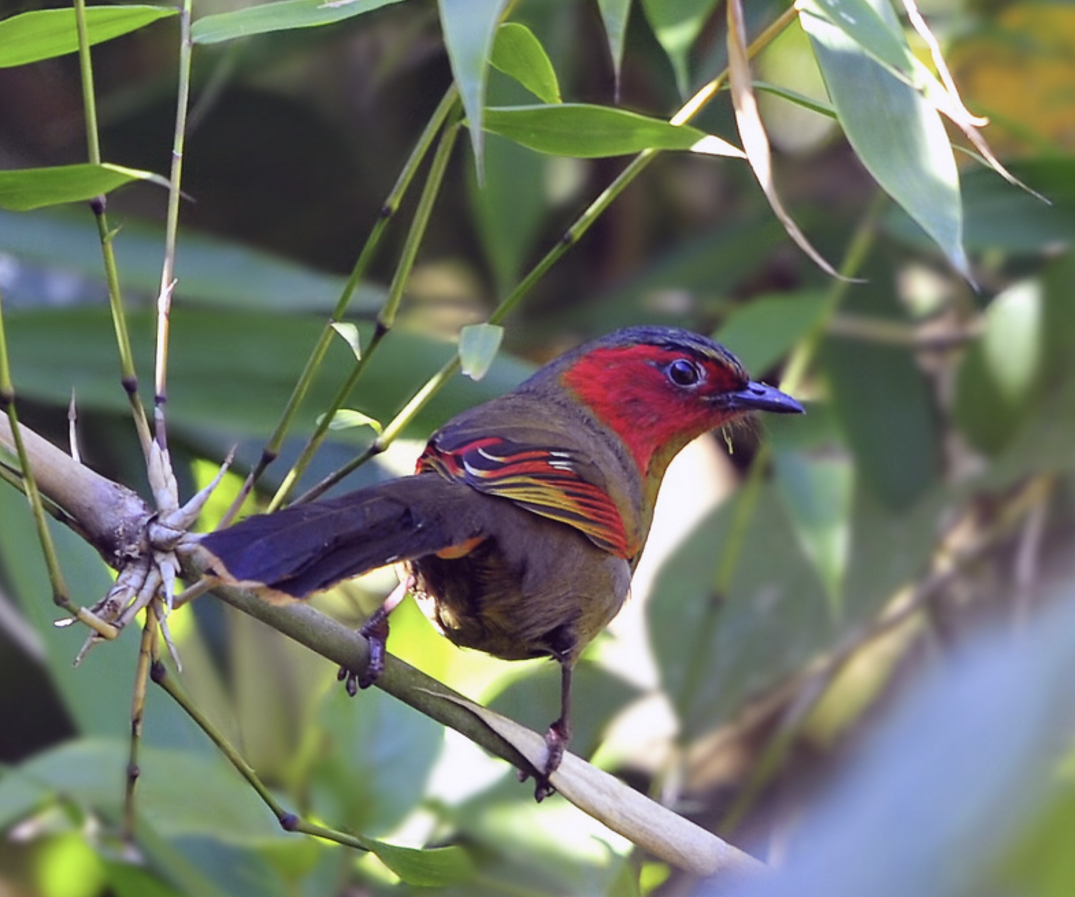">红翅薮鹛(学名: i>liocichla ripponi /i>)是噪眉科,薮鹛属中型鸟类